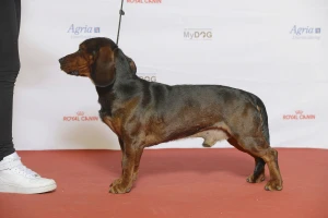 Alpski brak jazavičar - uporan i borben