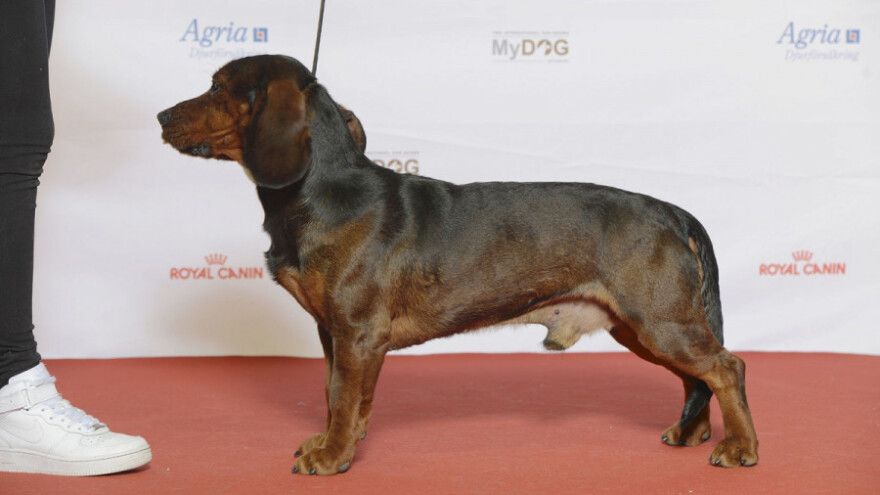 Alpski brak jazavičar - uporan i borben