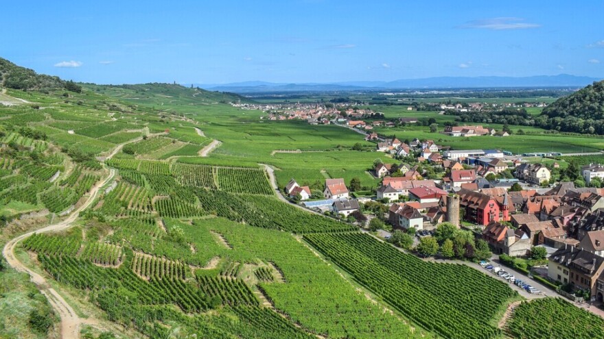 Vinogradari u strahu od gubitka zemljišta zbog "zone bez pesticida"