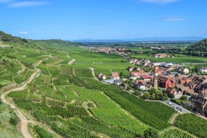 Vinogradari u strahu od gubitka zemljišta zbog "zone bez pesticida"