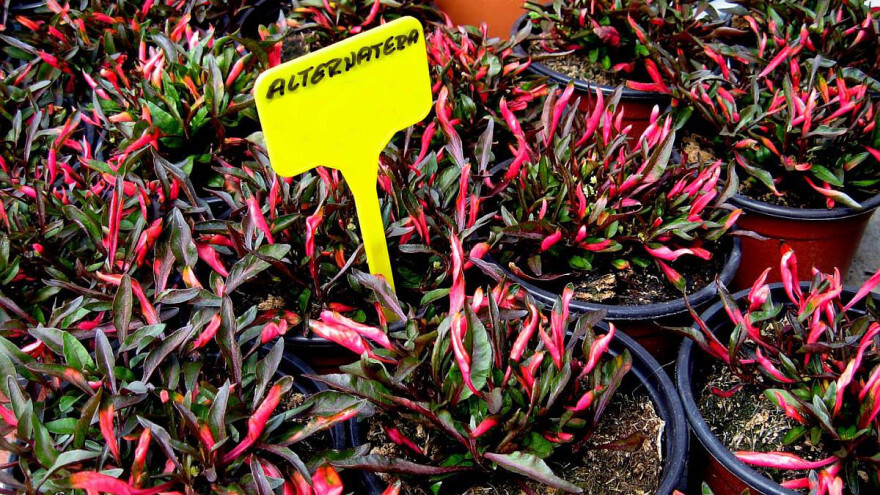 Posadite crveni tepih u svom dvorištu!