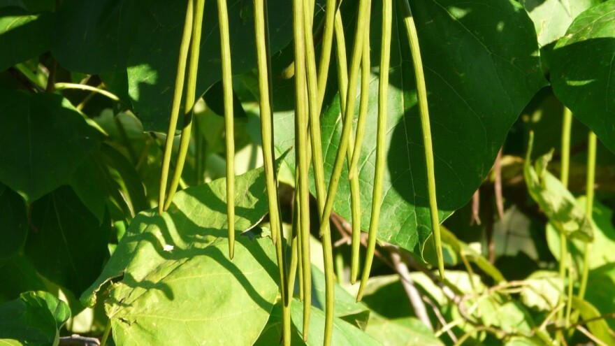 Mahuna vigna, kukuruz tvrdunac, uljana tikva, nana - samo su neke od alternativnih biljnih vrsta u organskoj proizvodnji