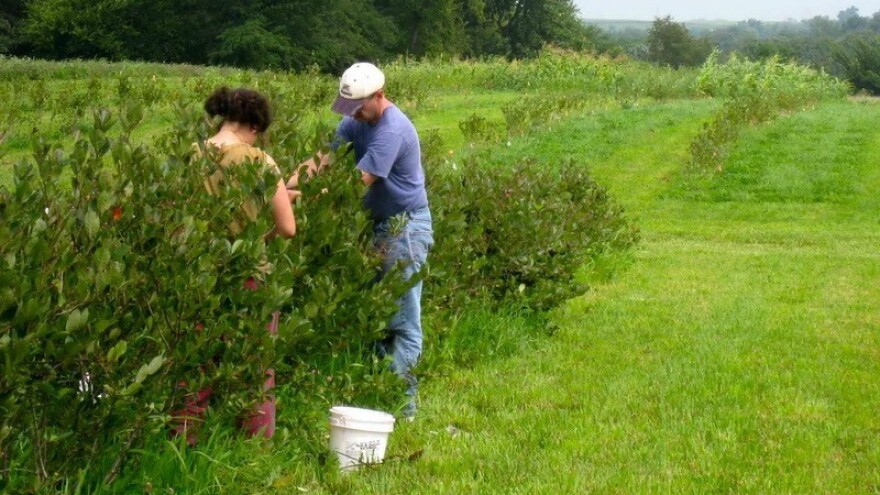 Dosadile su vam jabuke? Probajte njihove rođake!