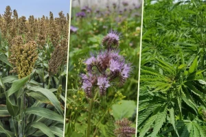 Alternativne kulture dobre za proizvodnju silaže - koliko daju prinosa?