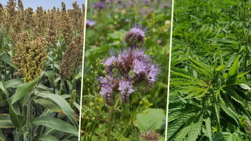 Alternativne kulture dobre za proizvodnju silaže - koliko daju prinosa?