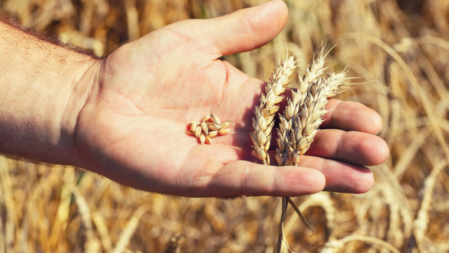 Fotografija zrna pšenice otkrit će fuzariozu klasa