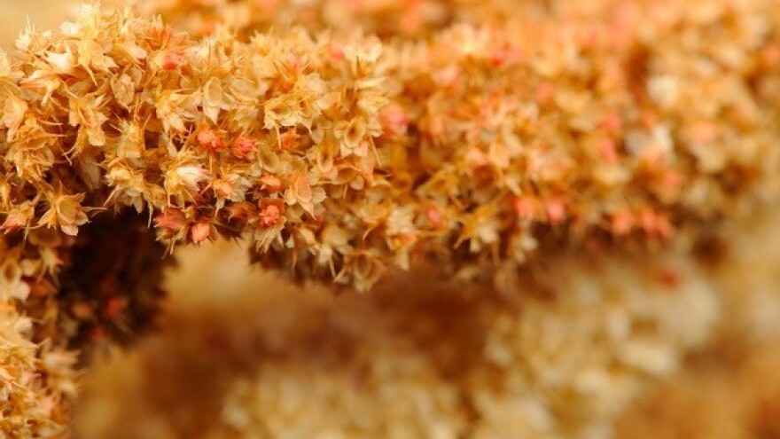 Eko uzgoj i prerada žitarica budućnost Slavonije?