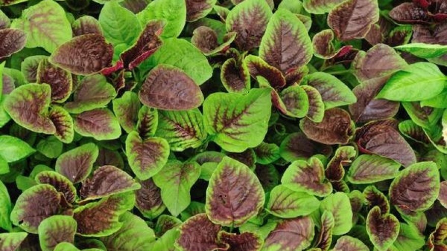 Nova era organske proizvodnje u Hrvatskoj