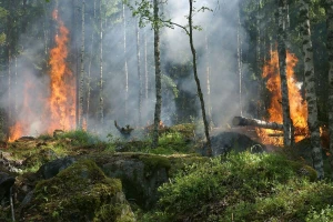Stravični požari širom Amazona - dim se vidi čak iz svemira