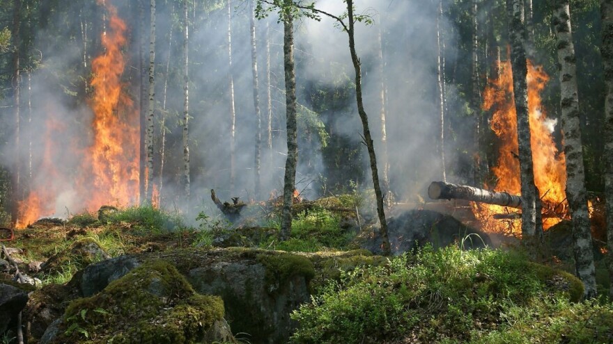 Stravični požari širom Amazona - dim se vidi čak iz svemira