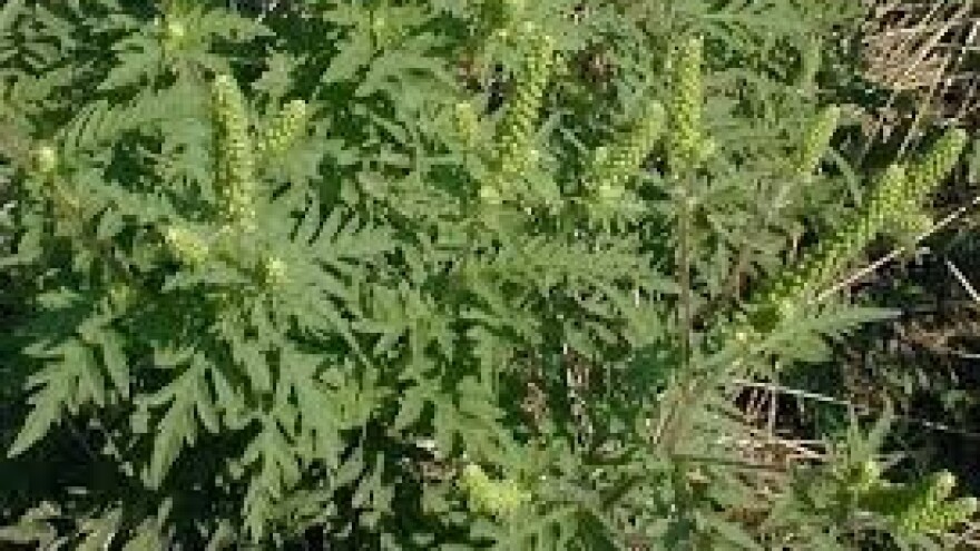 Uništavajte ambroziju da izbjegnete kazne