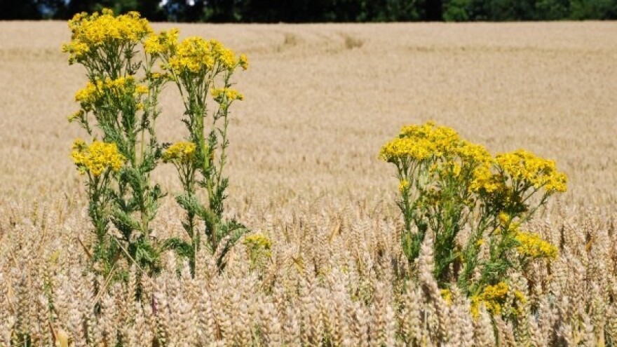 Ambrozija zamijenila pšenicu?