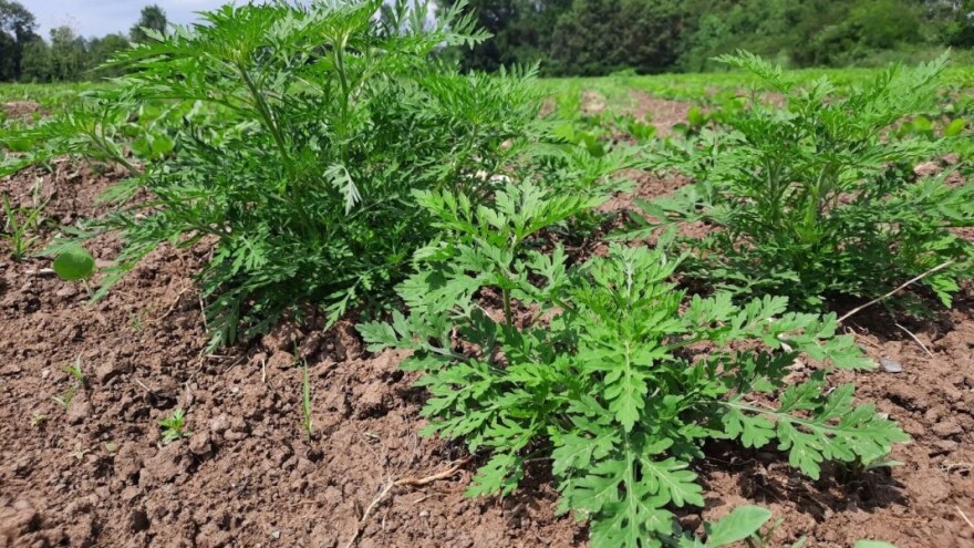 Uništite ambroziju na vrijeme - opasan korov umanjuje prinose