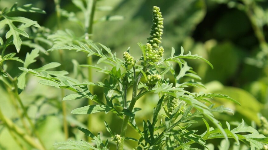 Izvršit će popis invazivnih vrsta - vrijednost projekta 82.397 KM