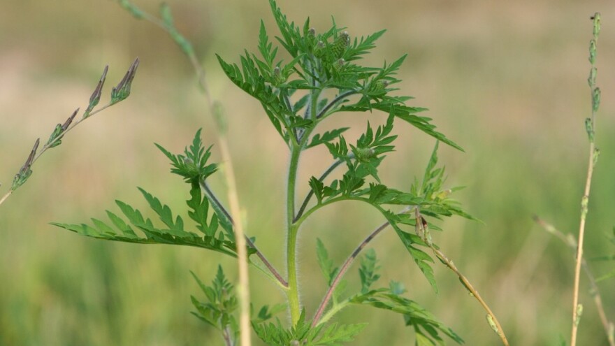 Čupajte ambroziju koja guši poljoprivredne usjeve i alergičare