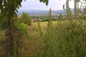Usvojene mjere u cilju suzbijanja širenja ambrozije