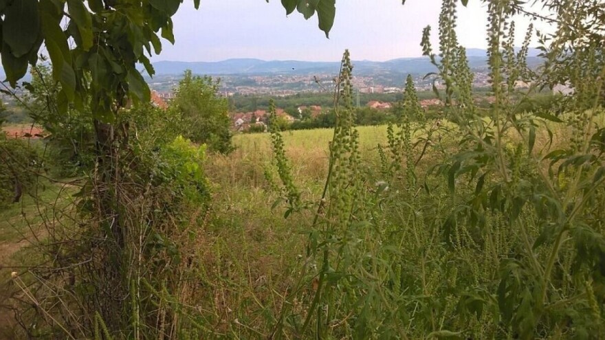 Usvojene mjere u cilju suzbijanja širenja ambrozije