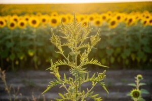 Ambrozija - korov, alergen i lek
