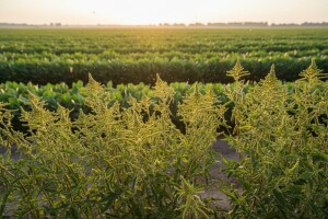 Ambrozija - korov, alergen i lijek