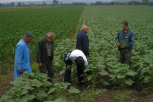 Uništavanjem ambrozije izbjegnite kazne