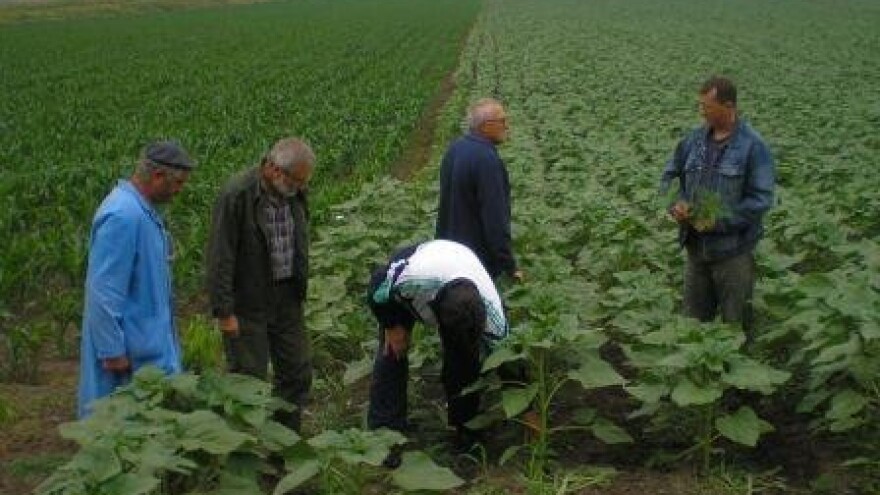 Uništavanjem ambrozije izbjegnite kazne