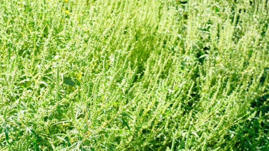 Amorfa okupirala Posavinu i Podravinu