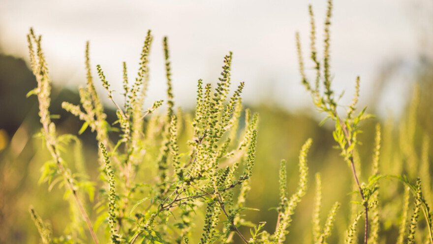 Zaštitu zdravlja bilja podići na viši nivo
