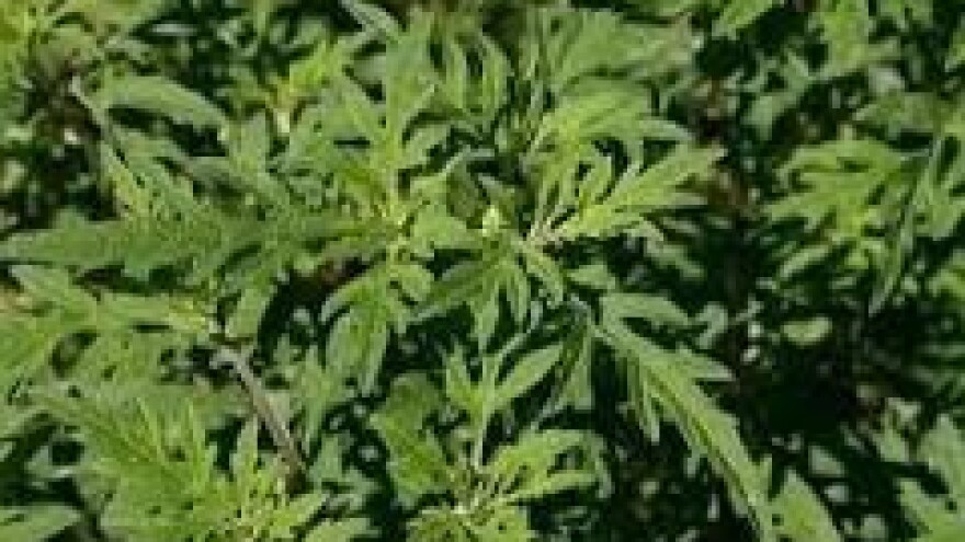 Korisnici potpora dužni su uništavati ambroziju