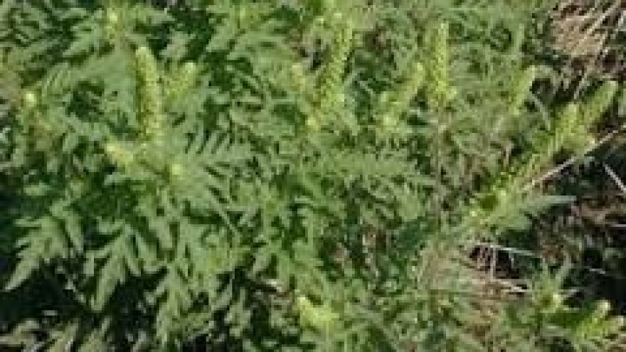 Obavezno uništavajte ambroziju