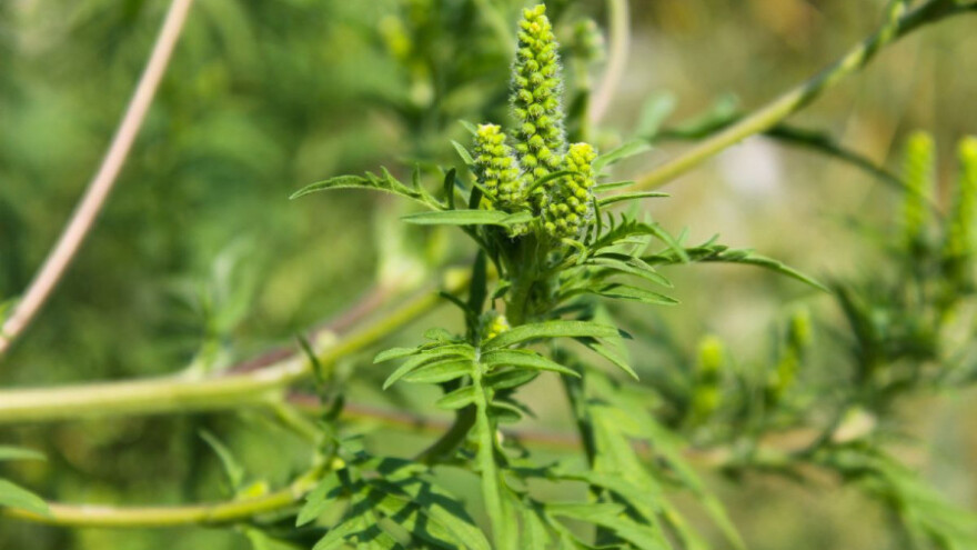 Redovito provoditi mjere uklanjanja ambrozije!