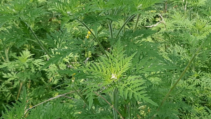 Da li će prirodni neprijatelj ambrozije doprineti njenom suzbijanju?