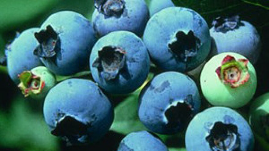 Sadnja američke borovnice