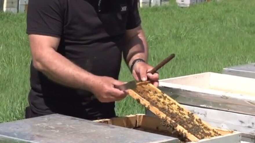 Američka trulež se pojavila u košnicama