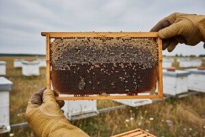 Američka trulež se pojavila u košnicama
