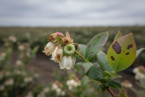 Američke borovnice zaštitite od gusjenica mrazovca
