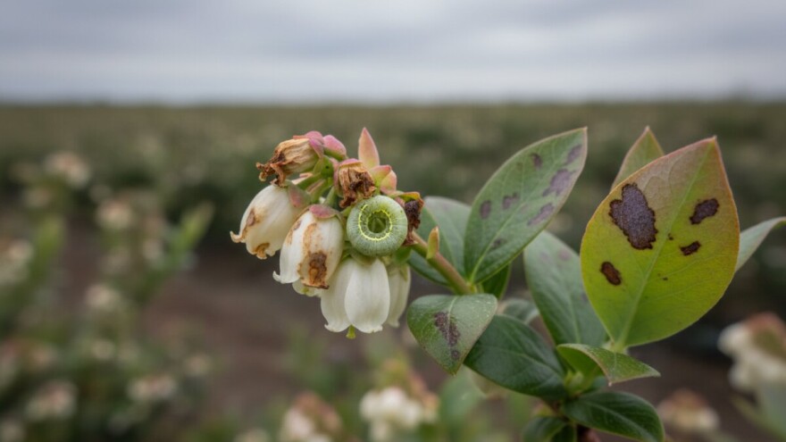 Američke borovnice zaštitite od gusjenica mrazovca
