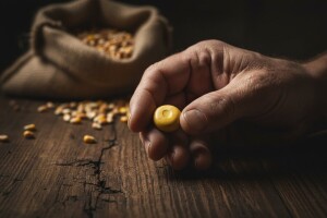 Američke prijetnje EU zbog odbijanja GMO sjemena