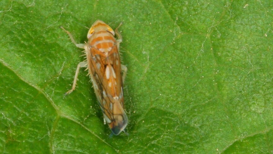 Ekološko i učinkovito rješenje za američkog cvrčka