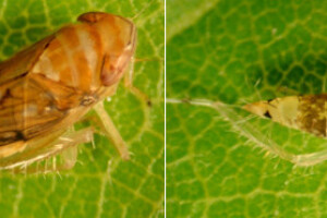 Biološki insekticid za suzbijanje štetnika