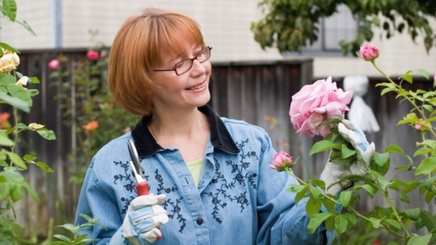 I domaće cveće je važno - baš kao i hrana!