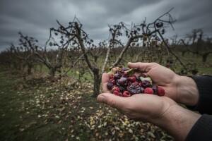 Amir Demirović: Šteta od nevremena na aroniji i malini je oko 15.000 KM, orahe i lješnake ne računamo