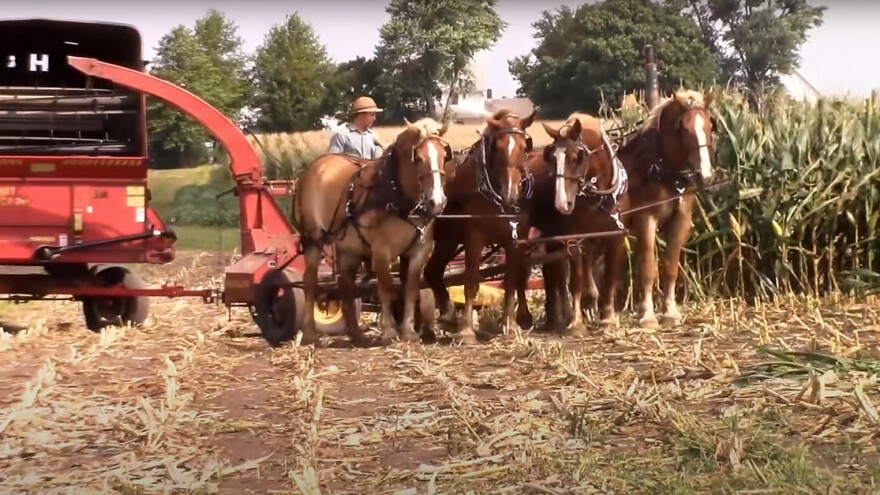 Kako amiši siliraju kukuruz?