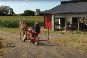 Amiši pokazali kako se silira kukuruz bez moderne mehanizacije