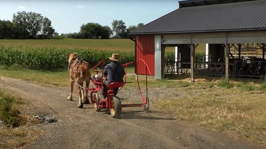 Amiši pokazali kako se silira kukuruz bez moderne mehanizacije