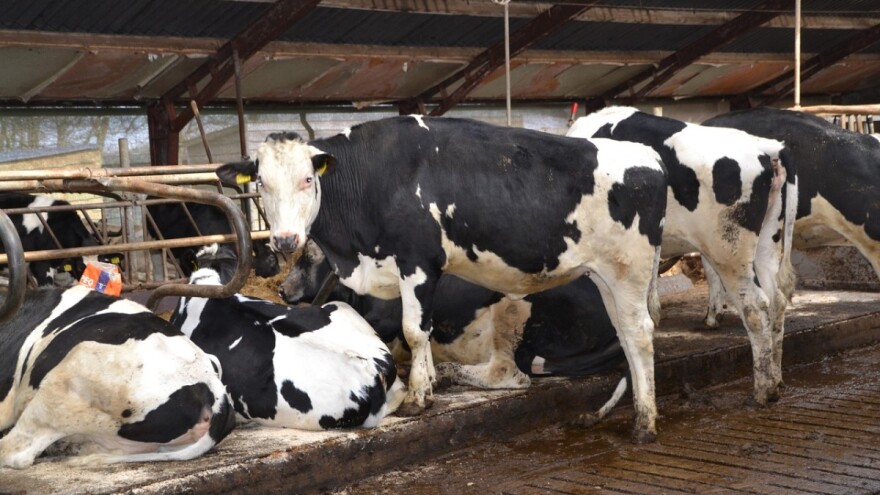 Goveda emitiraju amonijak - odobren lijek za njegovo smanjenje