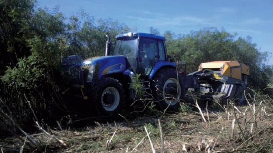 Amorfa nije samo korov