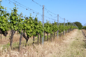 Zelenom rezidbom vinograda cilj dobiti dva jaka pupa, na koja će se rezati idućeg proljeća