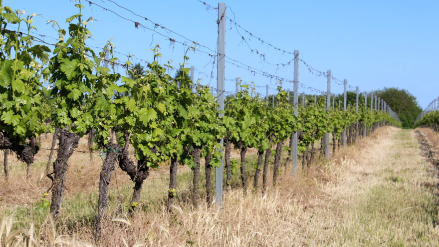 Zelenom rezidbom vinograda cilj dobiti dva jaka pupa, na koja će se rezati idućeg proljeća