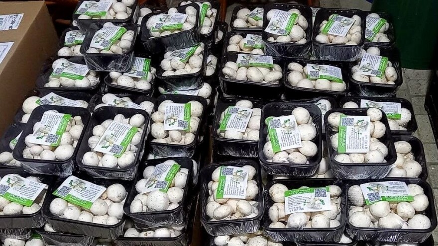 Uprkos koroni - plasman šampinjona zadovoljavajuć