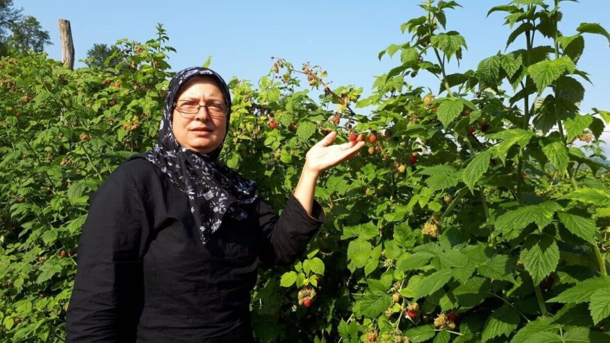 Amra Peco-Ugarak uništila dio zasada jagodičastog voća - počela uzgajati i povrće